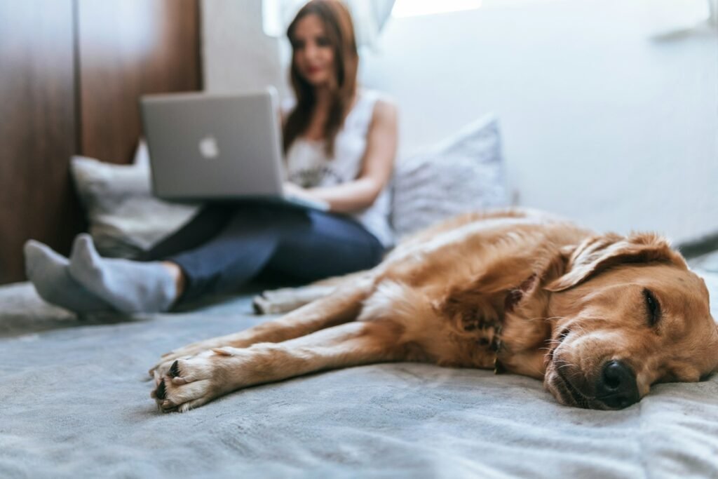 Golden retriever lying on a bed, one of the everyday distractions of working from home